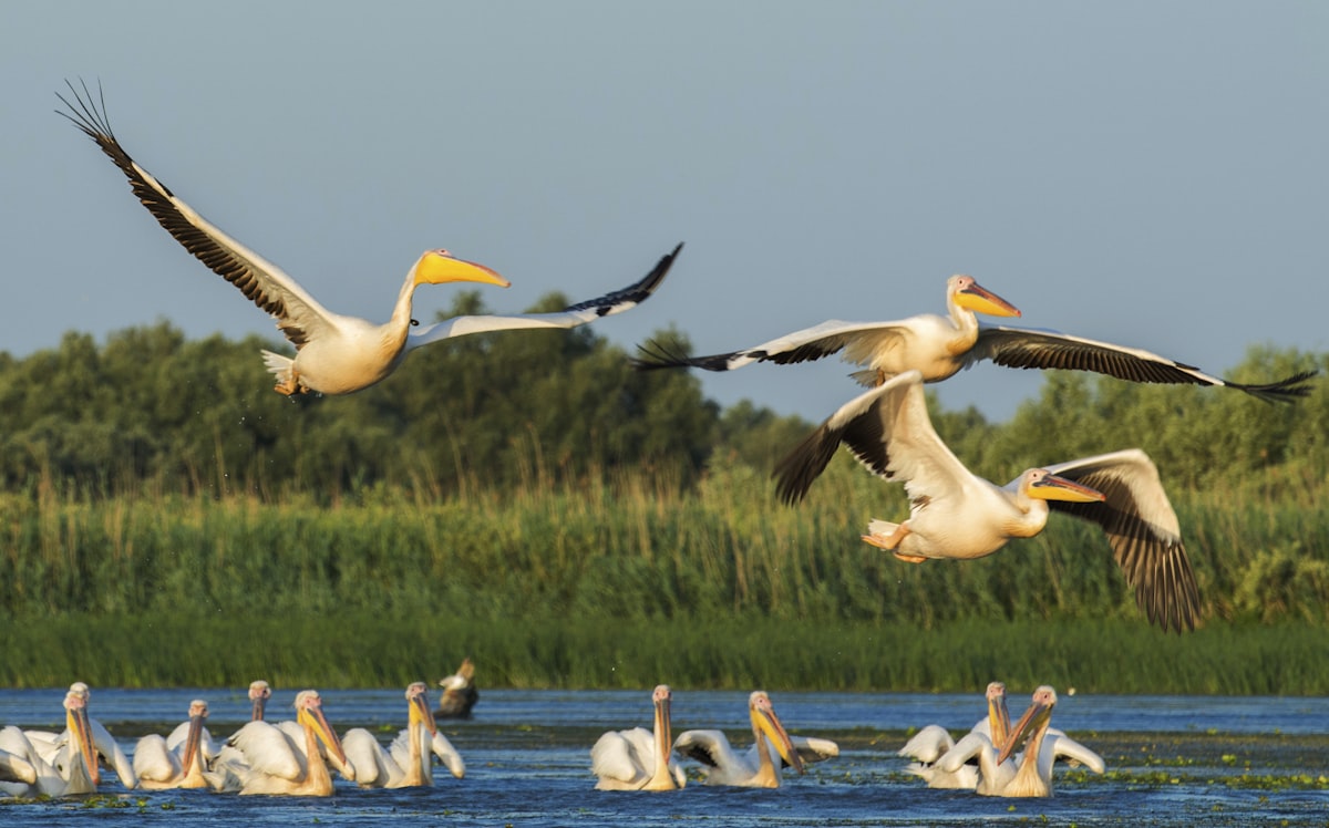 Delta Dunării, la răsărit